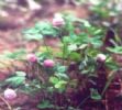 Red Clover P.E.